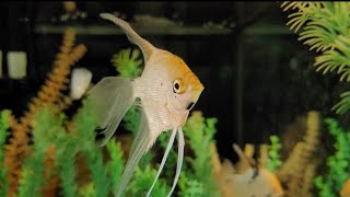 GERLIES Lifestyle Lets watch this cute fish [upl. by Notsua]