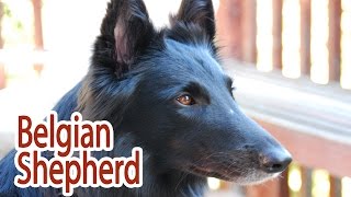 Belgian Sheepdog Breed [upl. by Crandall]