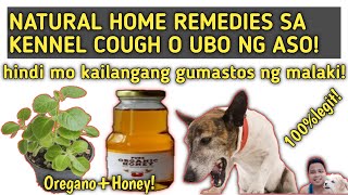 kennel cough in dogs or Ubo ng aso  Natural Home remedies [upl. by Harl]