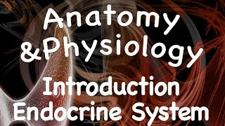 Endocrine System  Introduction to the Endocrine System 1201 [upl. by Akemeuwkuhc636]