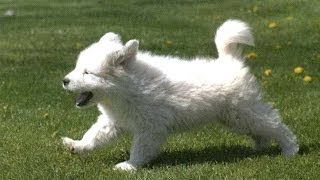 Большая пиренейская овчарка Pyrenean Shepherd Породы собак Dog Breed [upl. by Ayatnwahs]