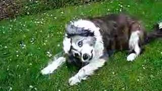 My dog with vestibular disease [upl. by Iblok]