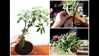 How to Grow and Care for Schefflera Plant [upl. by Dexter]