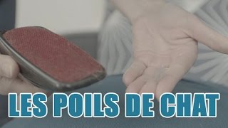 Comment éviter linvasion des poils de chat chez soi [upl. by Tremml]