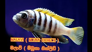 Mbuna Cichlids  Malavi Sinhala  Sri Ceylon Aqua [upl. by Elyrehc]