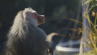 Over the moon with baboons  Baboon Day  San Diego Zoo [upl. by Nadnarb]