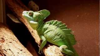 Basiliscus plumifrons eye contact [upl. by Placidia]