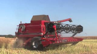 Canola Harvest  CASE IH 2388 AxialFlow  Harvest 2014 [upl. by Tremann]