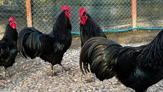 Australorp chickens  Australorp  Australorp chicken breed 💥💥 [upl. by Xylia]