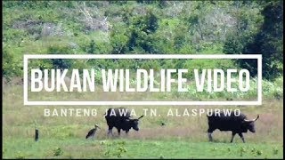 BANTENG JAWA Bos javanicusBUKAN WILDLIFE VIDEO AT TN ALAS PURWO [upl. by Dylane]