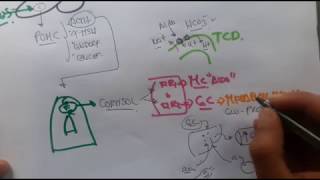 1 FISIOLOGÍA DE LOS GLUCOCORTICOIDES  CORTISOL  Fácil y practico 2018 [upl. by Giefer733]