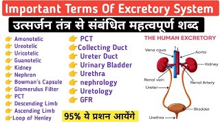 Important Terms Of Excretory System  System Guru Ravi  Urinary System [upl. by Arykat]