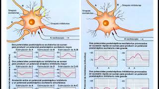 Clase Sinapsis y neurotransmisores parte IV [upl. by Areis942]