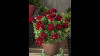 Geraniums  New types for every garden [upl. by Drona]