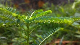 Chancapiedra Propiedades Curativas Y Beneficios Phyllanthus niruri [upl. by Nilrah]