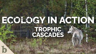 Trophic Cascades  Ecology In Action [upl. by Yttiy163]