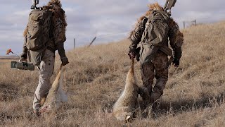 Calling Coyotes By Bull Elk Predator Hunting SUPPRESSED SHOCKER DOUBLE [upl. by Eicam]