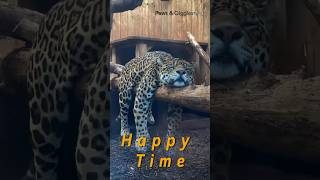 Lazy Leopard Life pawsandlaughs cute cutespets funnyshorts [upl. by Ekusoyr996]