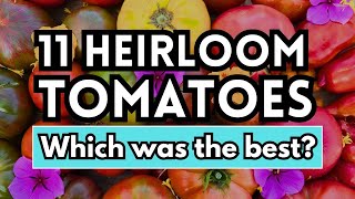 Review amp Taste Testing 11 Unique Heirloom Tomato Varieties Which is the best [upl. by Case]