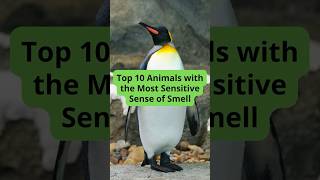 Top 10 Animals with the Most Sensitive Sense of Smell [upl. by Ezalb]