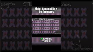 What is a chromosome What is a centromere [upl. by Claretta]