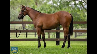 Magic Millions 2024 January  Lot 123  Deep Field x Sacredvista filly [upl. by Chatterjee]