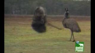 Emus Dancing [upl. by Boudreaux]