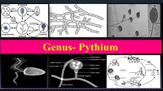 Pythium Important characteristics Reproduction Life cycle Diseases [upl. by Sy78]