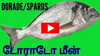 Dorade Fish Gilthead Seabream Sparus Autarus  டொராடோ மீன் [upl. by Devaj]