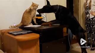 Doberman gets owned by cat  Viral Video UK [upl. by Hogg853]