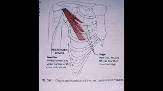 DeltoidSerratus AnteriorPectoralis Major and minor Suprex Muscle [upl. by Davidde812]