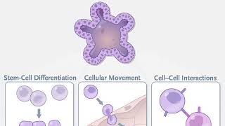 Organoid Technologies in Research [upl. by Mera420]