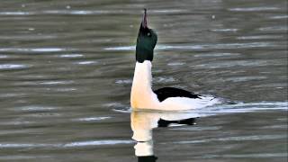 GänsesägerBildershow Vögel in Deutschland [upl. by Suzann]