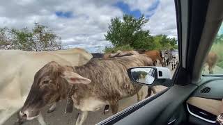 Vaqueirama levando o gado na Rodovia [upl. by Bazil]