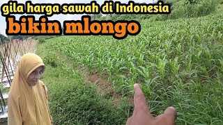 macam inilah harga sawah di kampung ku Indonesia tak macam di Malaysia⁉️ [upl. by Enelrahs]