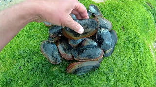 How to Dig Sand Gaper Clams by Hand  A Great Bait for Gilthead Bream and Bass [upl. by Grannie466]