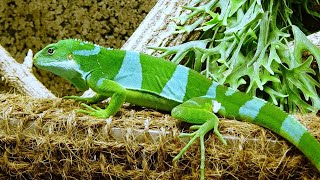 10 Wild Animals in Vanuatu [upl. by Enotna]