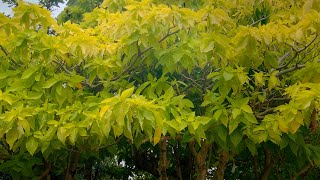 Letta kochchi Shrub  Watha Banga Pisonia grandis [upl. by Romalda]