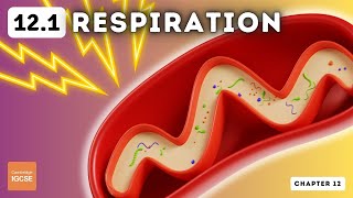 IGCSE Biology  Respiration 121 [upl. by Ankney]