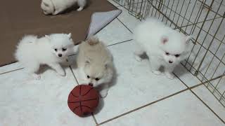 Pomeranian Pomsky Puppies Playing Ball [upl. by Ezarras795]