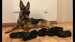 German shepherd Giving birth to 9 puppies  First Litter [upl. by Marlow]