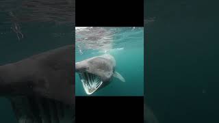 Basking shark [upl. by Derek122]