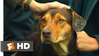 A Dogs Way Home Movie Clip  Go Home 2019  Movieclips Coming Soon [upl. by Ettezus901]