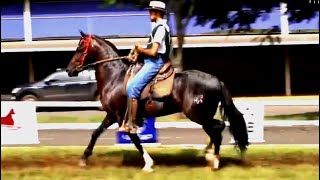 CAVALO CAMPEÃO DOS CAMPEÕES ZABANEIRO TRICANOS MARCHA PICADA MANGALARGA MARCHADOR [upl. by Berna215]