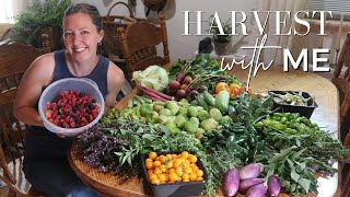 The Garden Keeps GIVING July 2024 Homestead Garden HARVEST [upl. by Gnahk207]