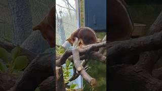 Adorable Baby Dusky Pademelon Peeks Out of Mums Pouch  Sweet Bonding Moment animalkingdom zoo [upl. by Enywtna135]