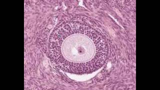 Shotgun Histology Ovary [upl. by Haggai]