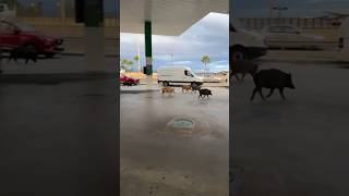 VAYA PELIGRO una piara de jabalís en plena gasolinera de Fuengirola Málagacaza wildlife jabalí [upl. by Judie]