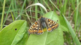 Marsh Fritillary laying eggs P1002577 [upl. by Rand]