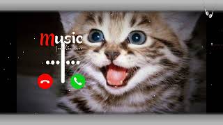 NEW PHONE RINGTONE 2024  NEW CUTE CAT SMS RINGTONE PHONE  mp3ringtonemotivation mp3ringtone [upl. by Barbe]